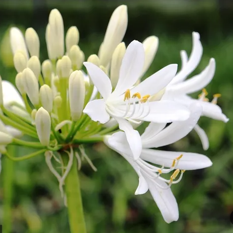 Agapanthus 'Florabella White'