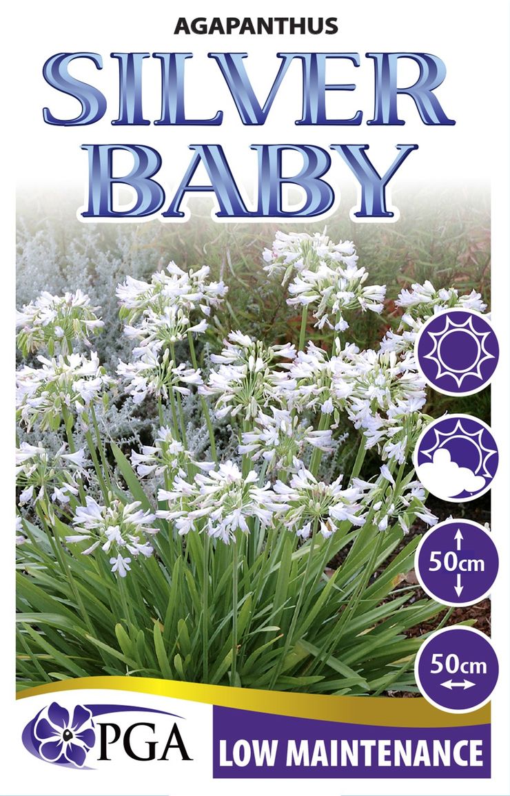 Agapanthus ‘Silver Baby’