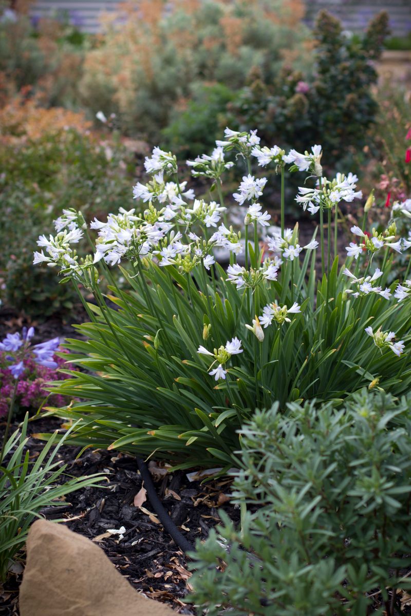 Agapanthus ‘Silver Baby’