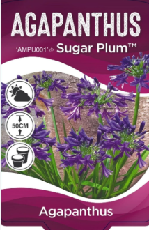 Agapanthus hybrid (AMPU001) SUGAR PLUM™