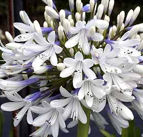 Agapanthus orientalis (PMNO6)  QUEEN MUMâ„¢