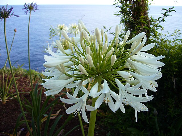 Agapanthus praecox White
