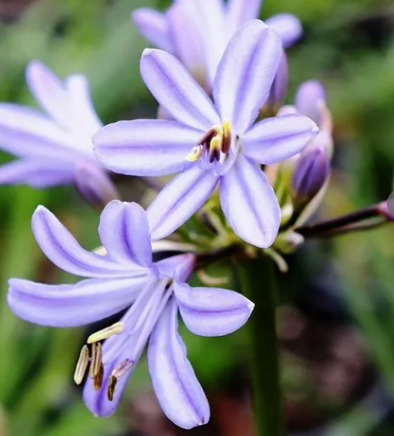 Agapanthus praecox 'Baby Pete' pbr