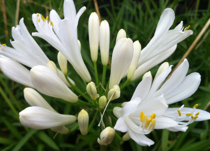Agapanthus praecox 'Perpetual Peace'