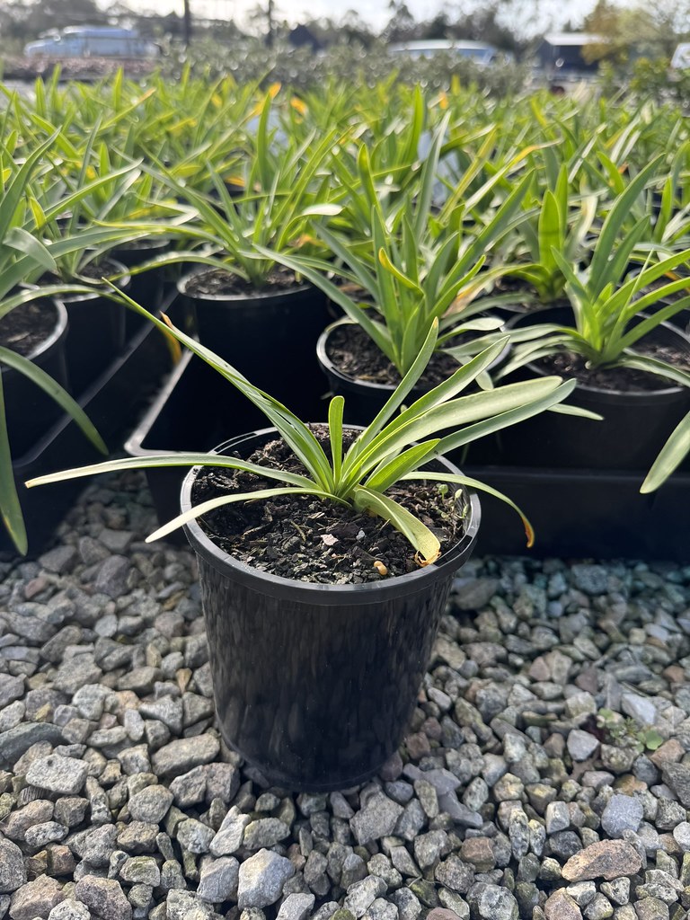 Agapanthus praecox 'Perpetual Peace'