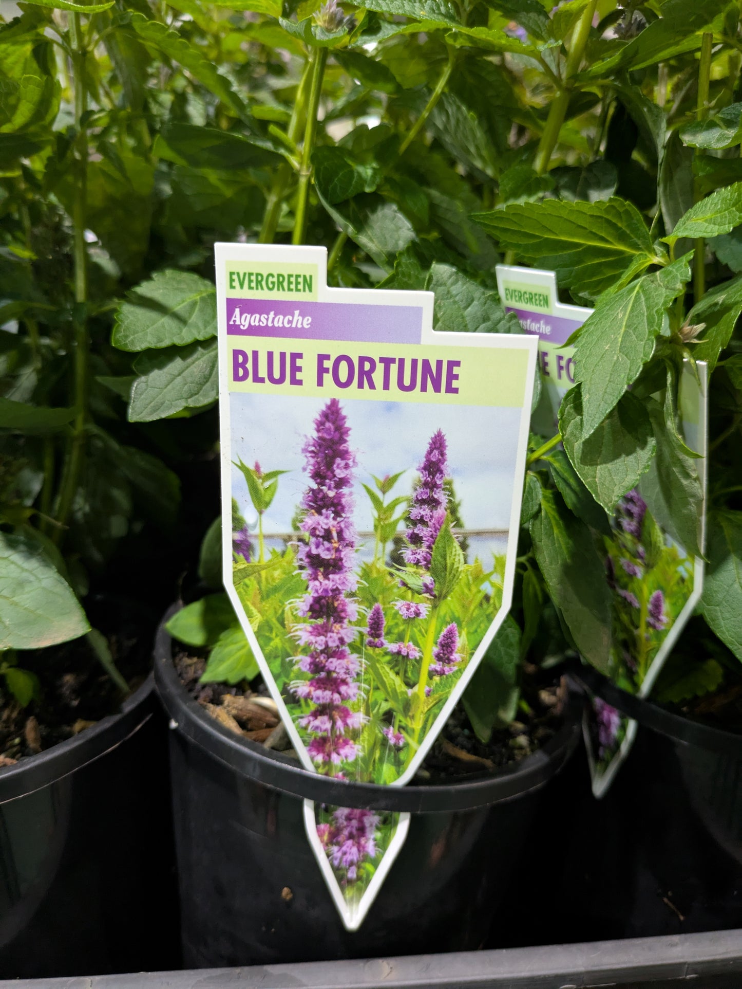 Agastache 'Blue Fortune'