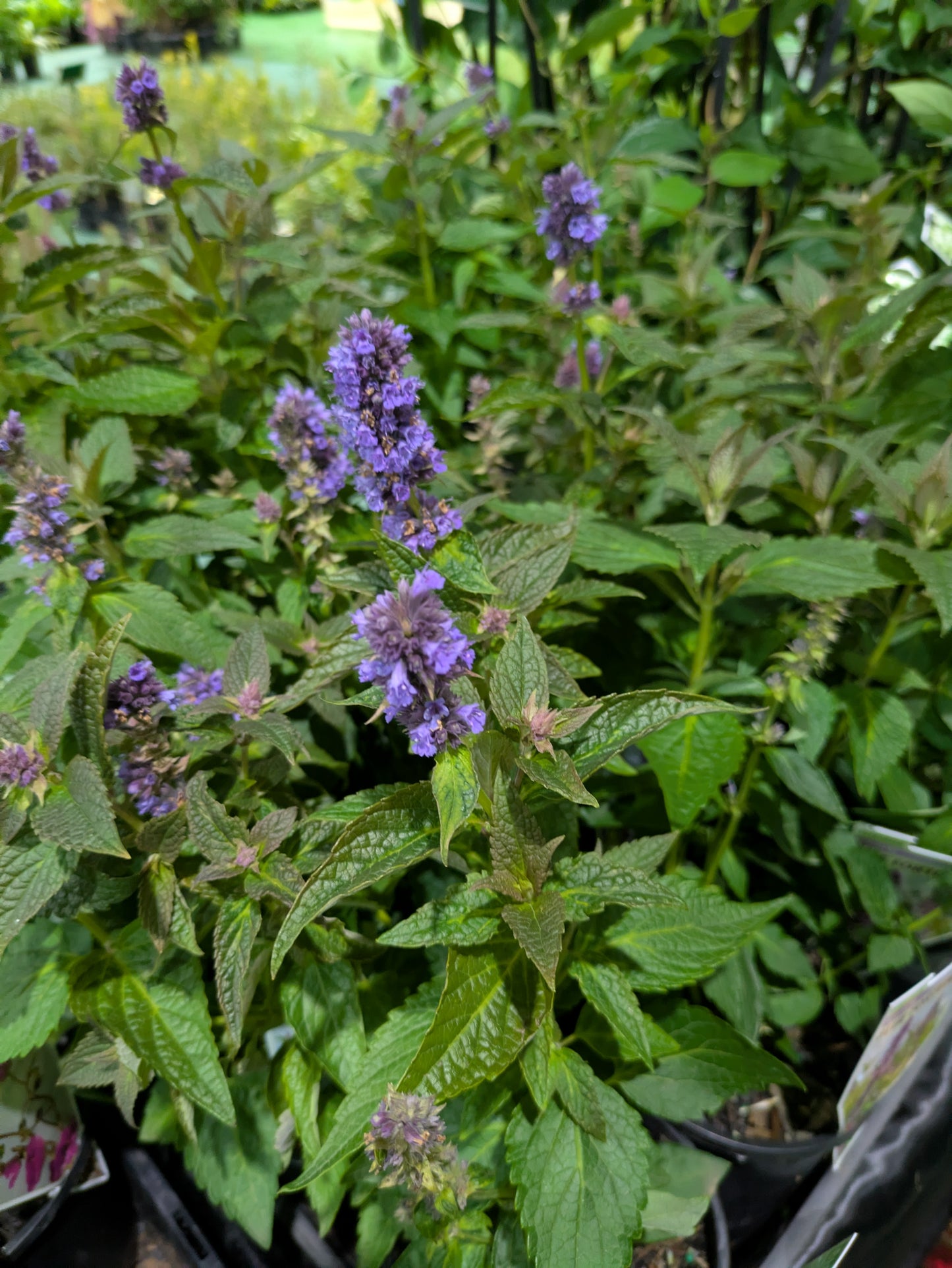 Agastache 'Blue Fortune'