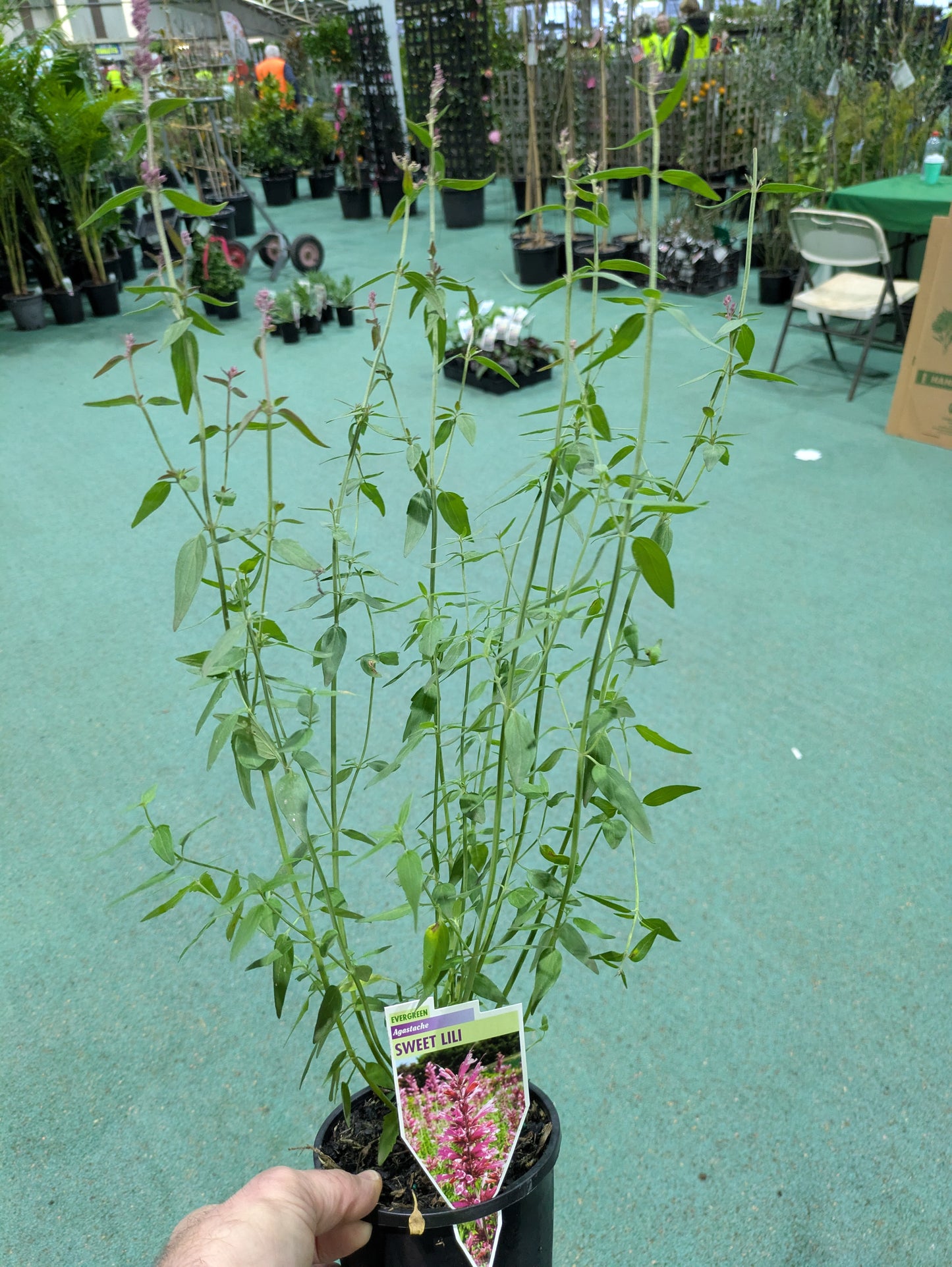 Agastache x 'Sweet Lili'