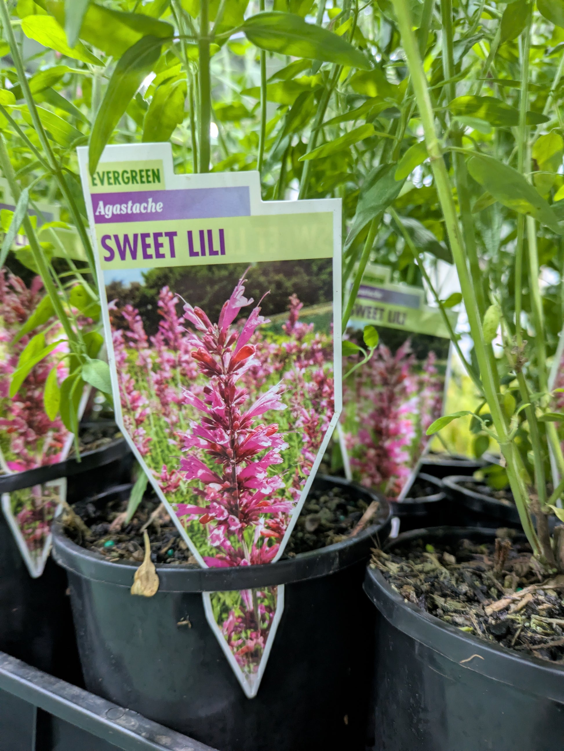 the plant broker