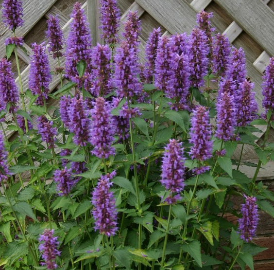 Agastache x 'Blue Boa'