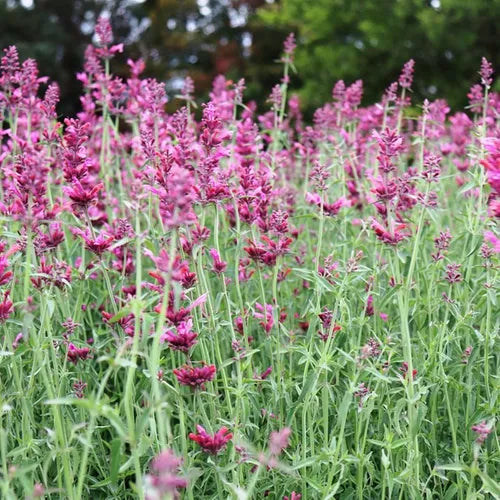 Agastache x 'Sweet Lili'