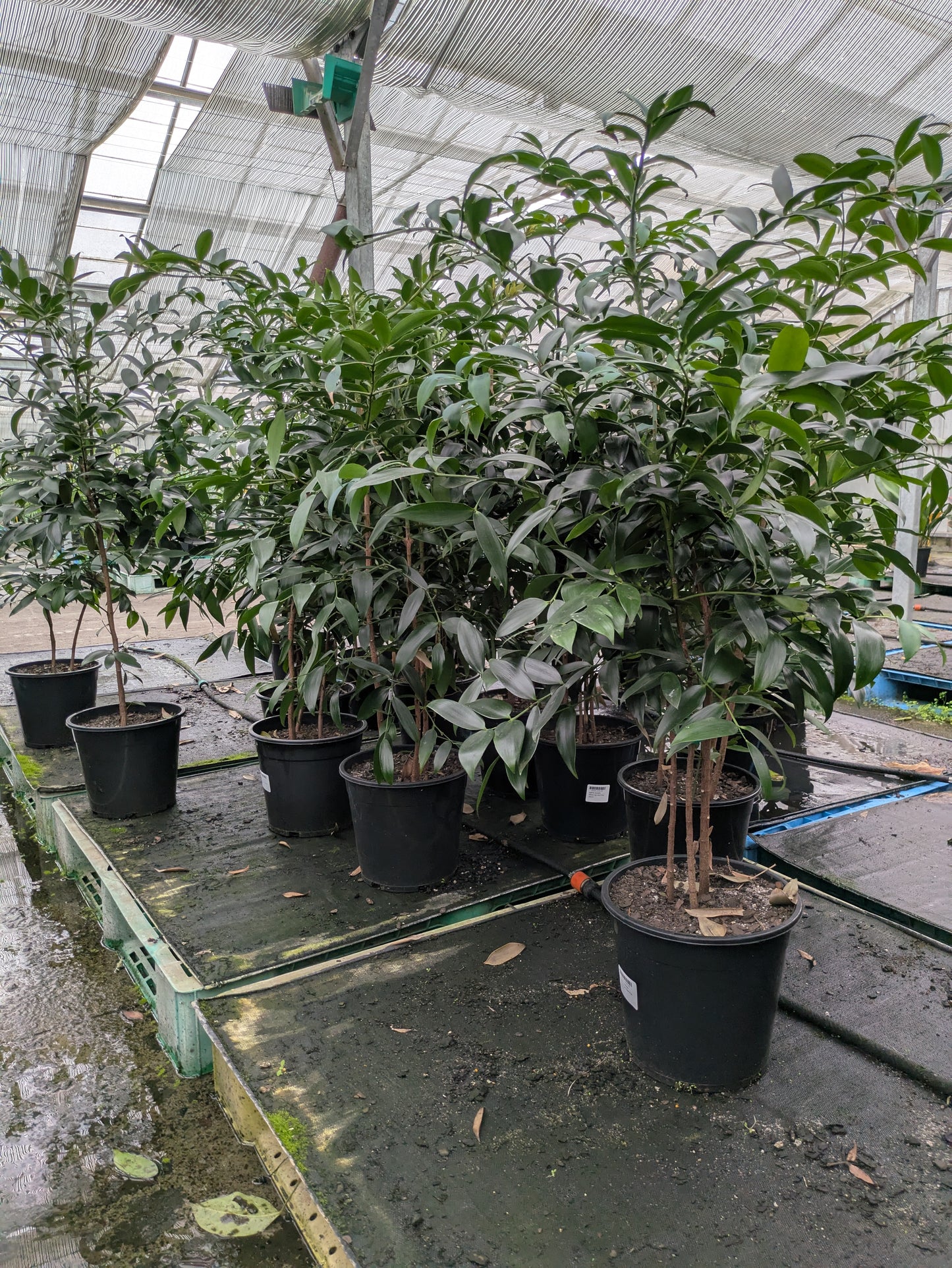 Agathis australis