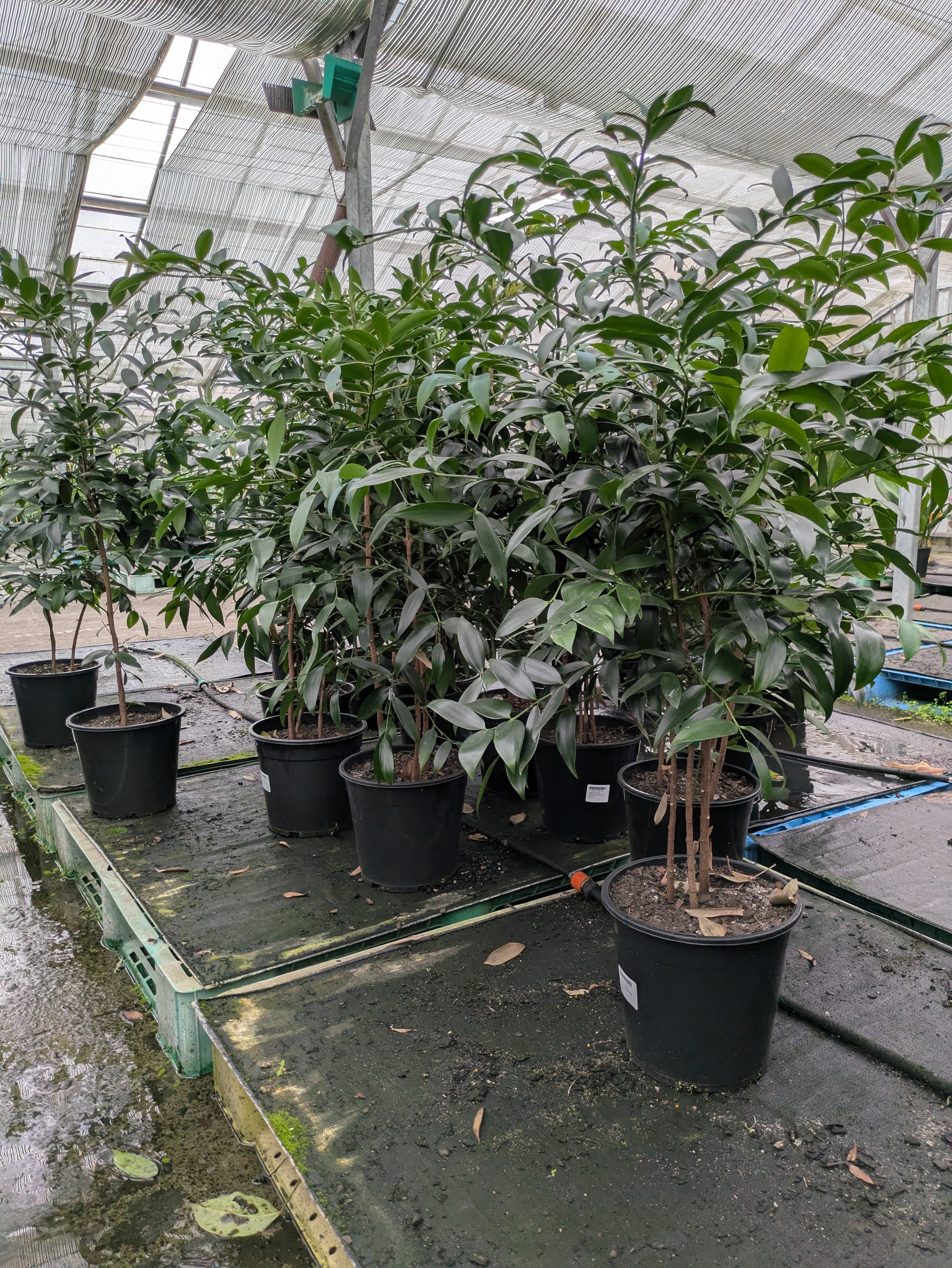 the plant broker