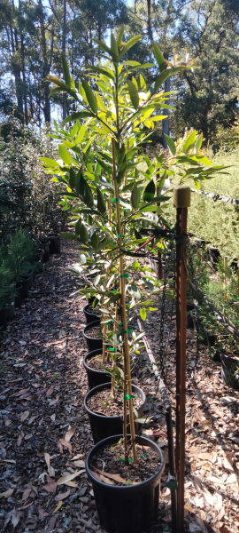 the plant broker