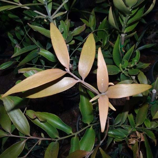 Agathis robusta