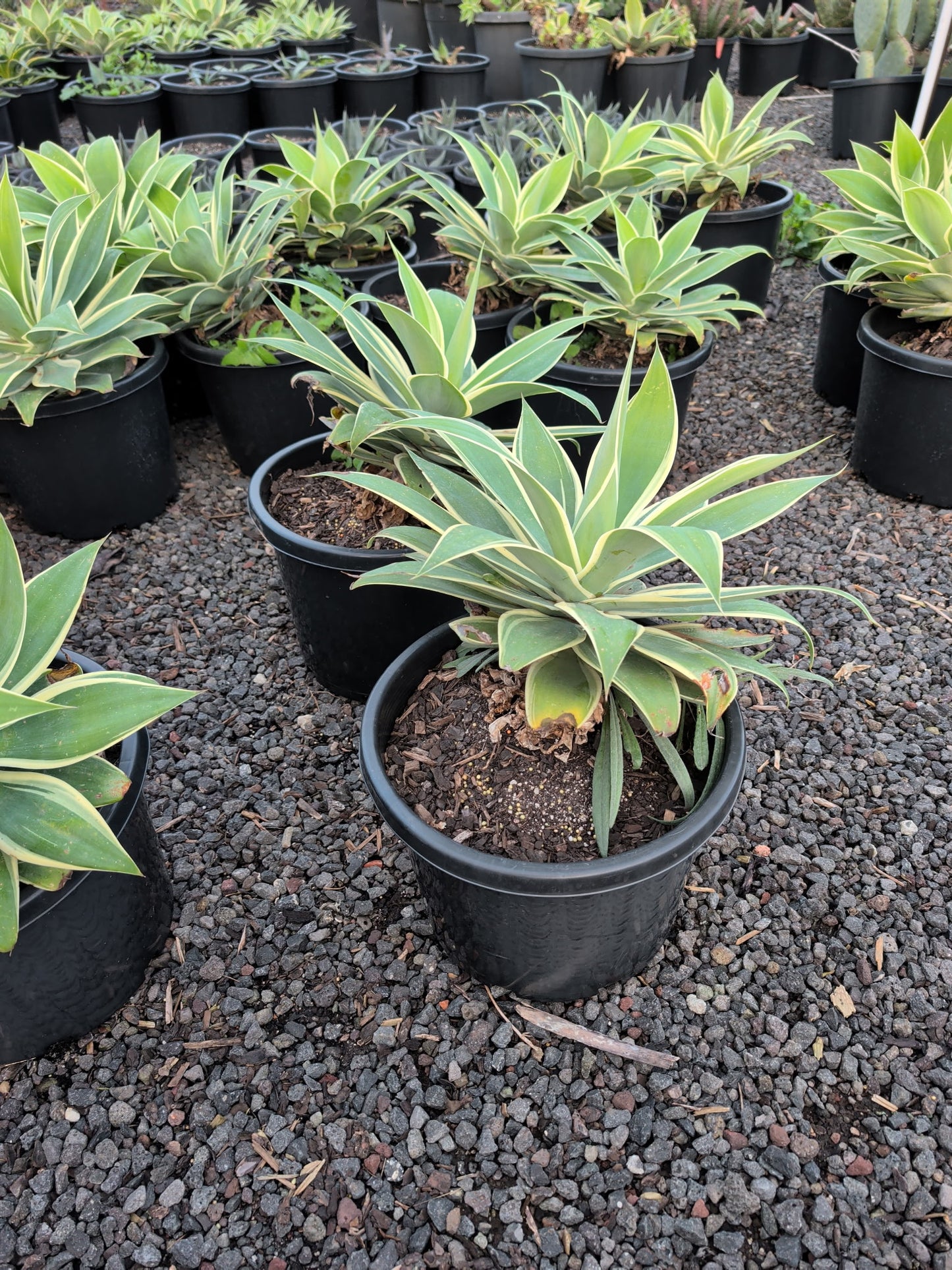 Agave attenuata 'Silver Trim'
