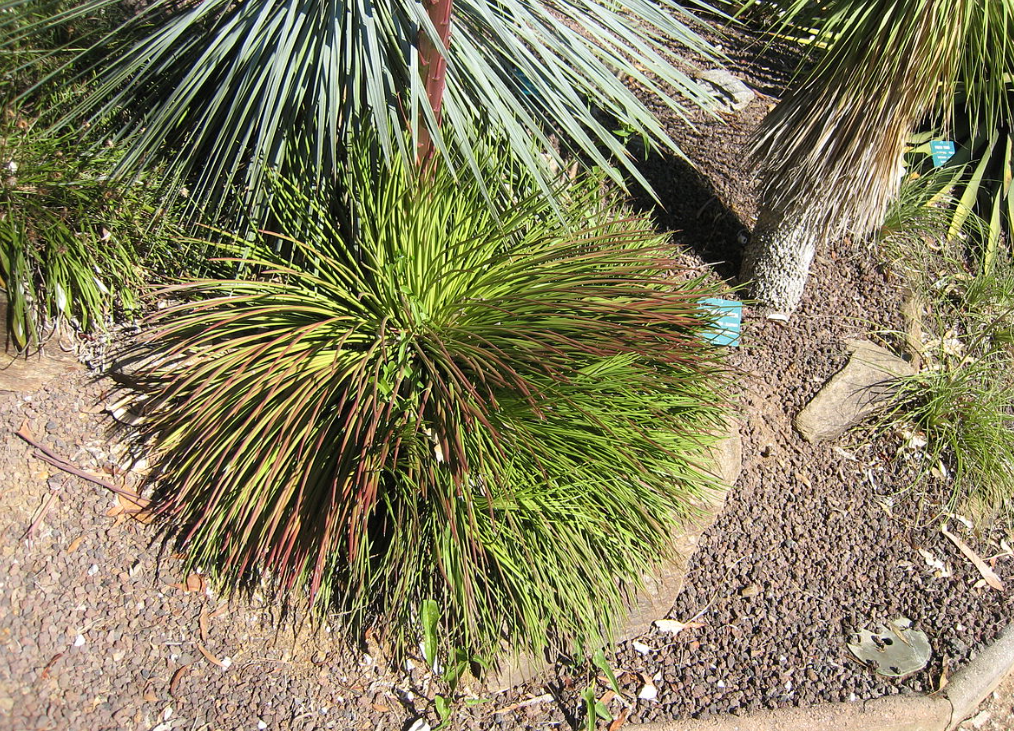 Agave geminiflora