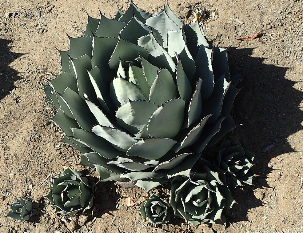 Agave parryi 'Border Guard' 4 Agave parryi 'Border Guard' 97 Agave Agave parryi 'Border Guard' 4 Agave parryi 'Border Guard' 97 Agave