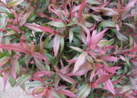 Agonis flexuosa Nana