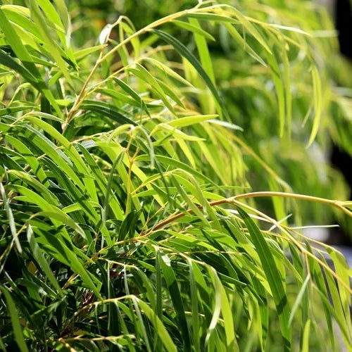the plant broker