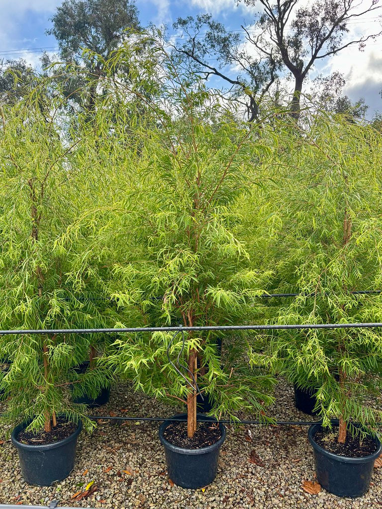 Agonis flexuosa 'Lemon & Lime' pbr