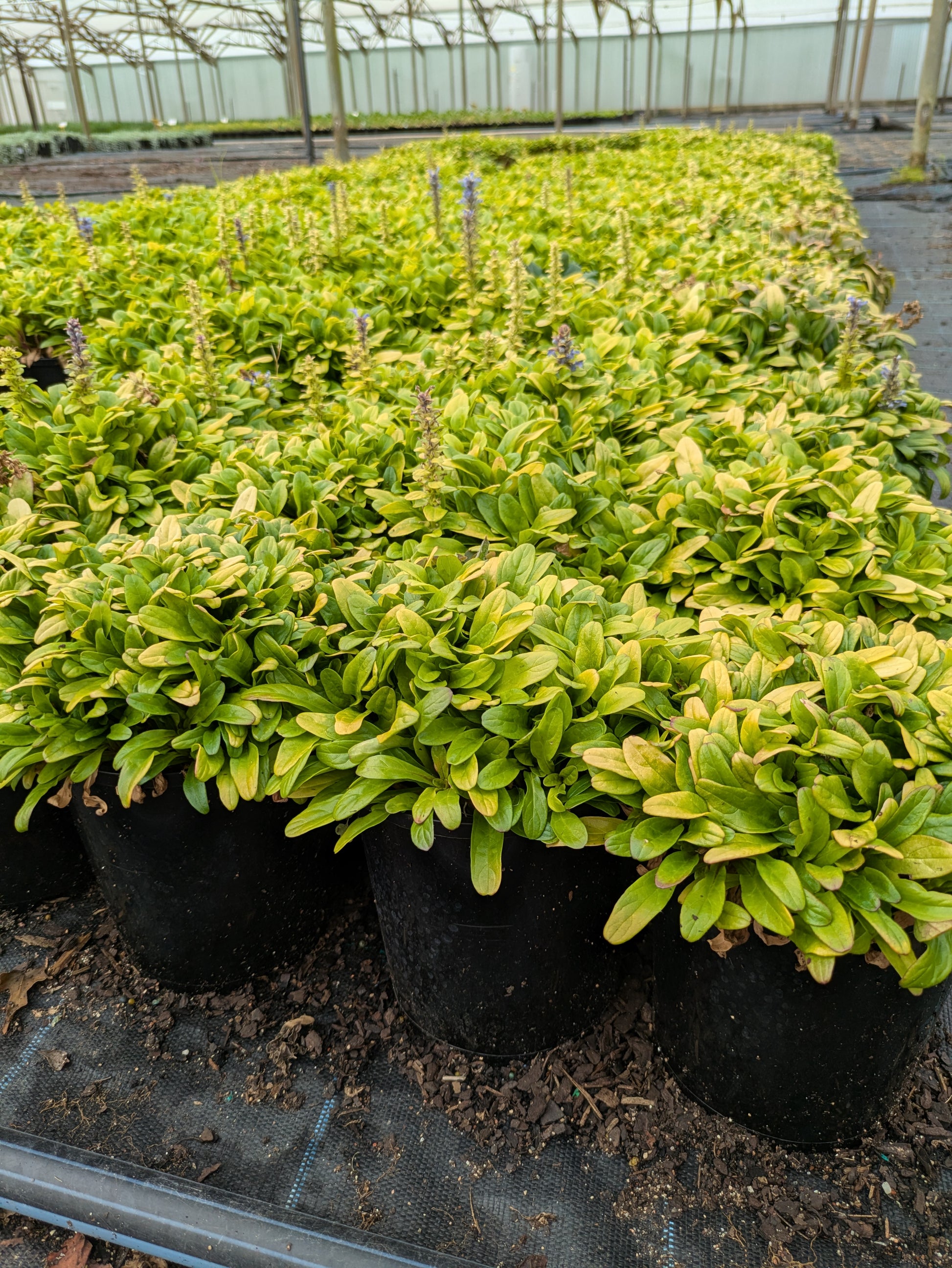 the plant broker