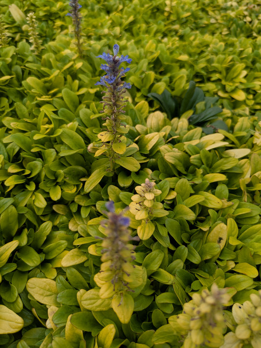 Ajuga Feathered Friendsâ„¢ Cordial Canary