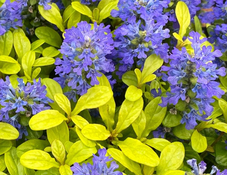 Ajuga Feathered Friends™ Cordial Canary
