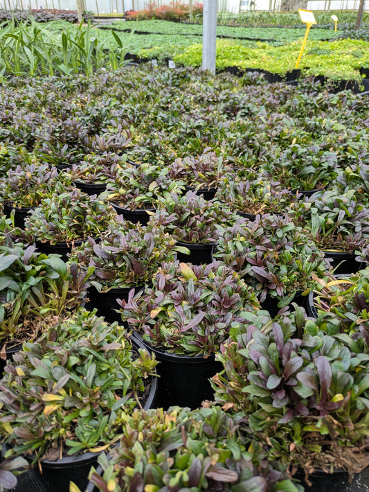Ajuga Feathered Friendsâ„¢ Noble Nightingale