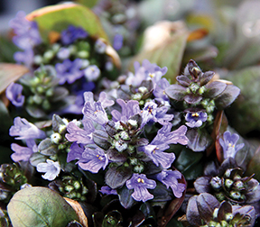 Ajuga Tuff n Tidy
