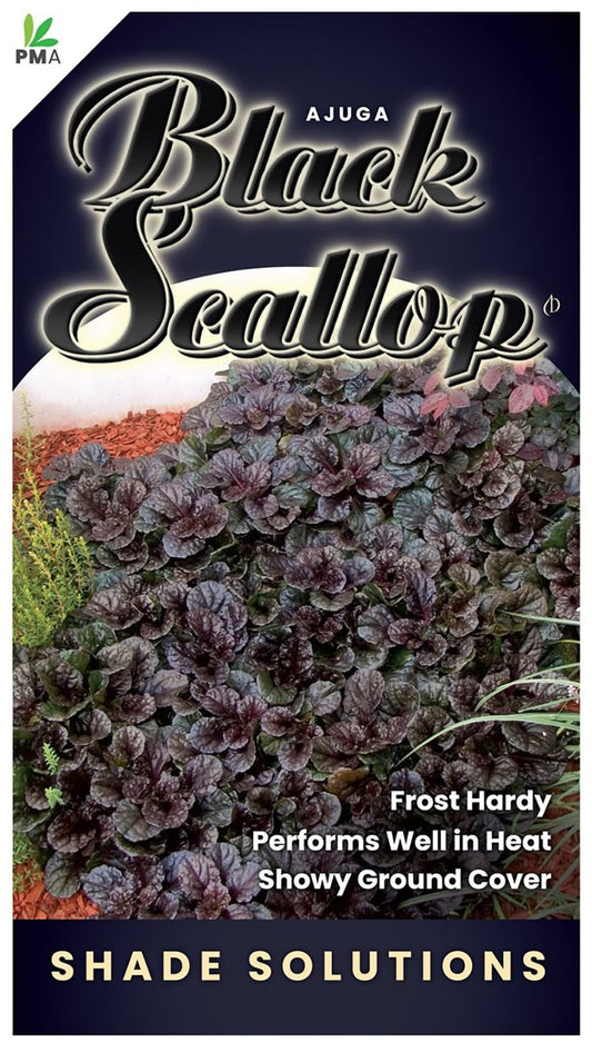 Ajuga ‘Black Scallop’