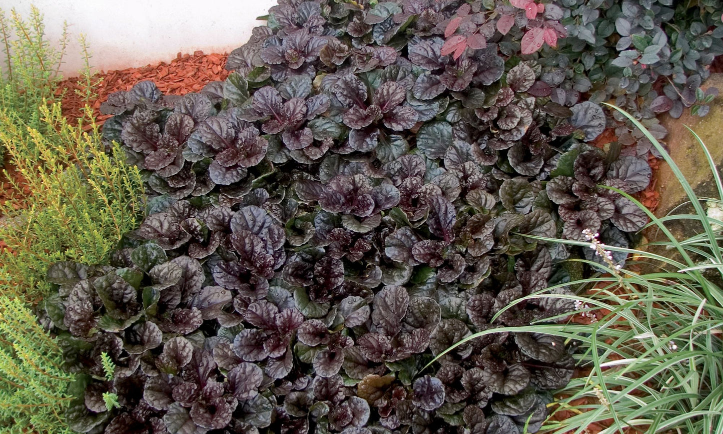 Ajuga ‘Black Scallop’