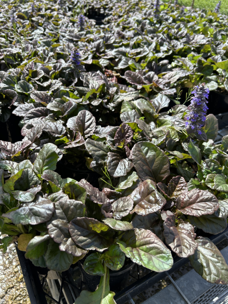 Ajuga reptans