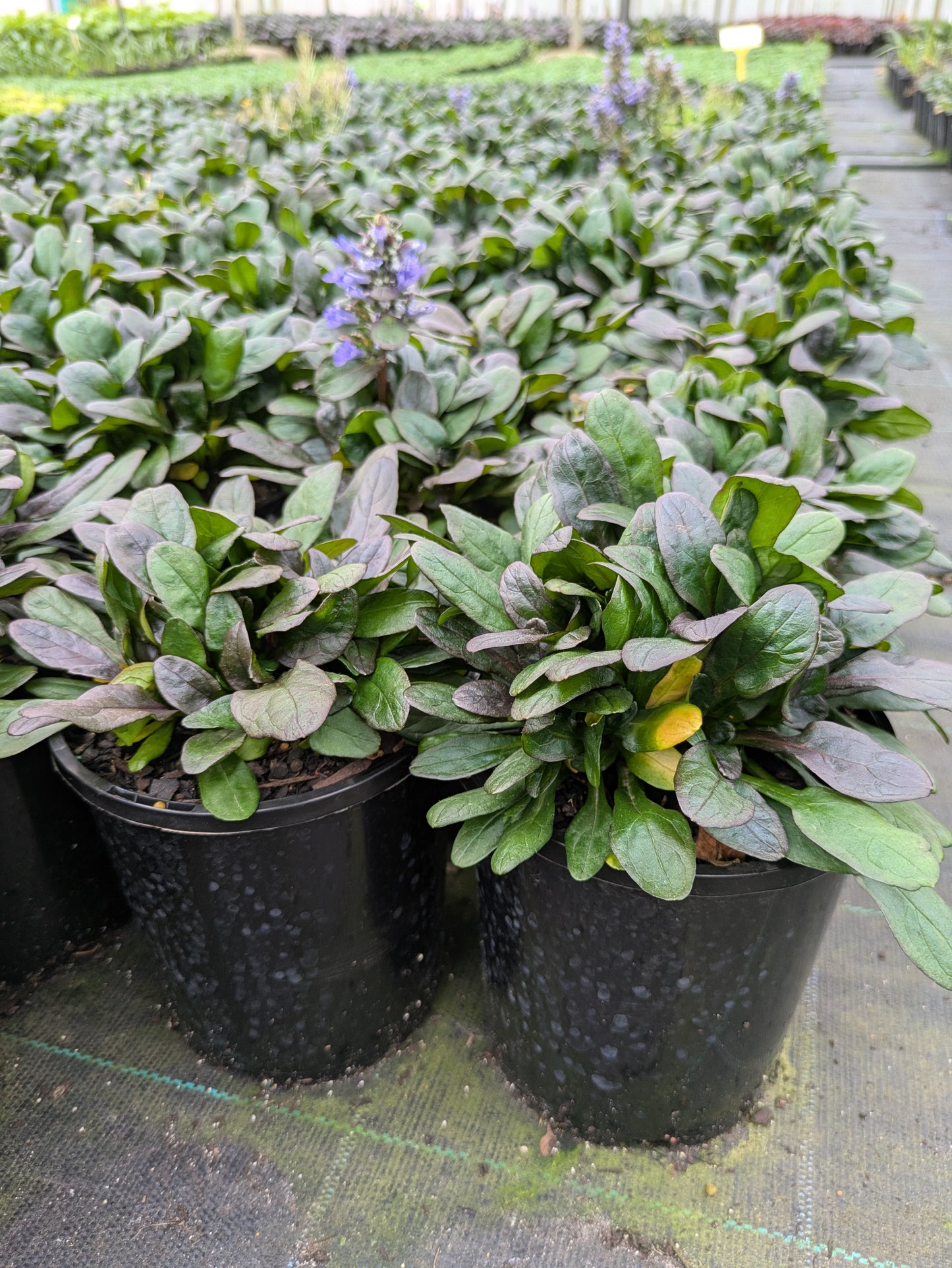 Ajuga reptans Blueberry Muffin