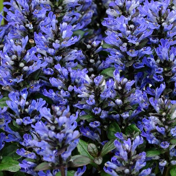 Ajuga reptans Blueberry Muffin