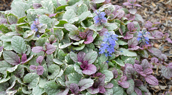 Ajuga reptans Burgundy Glow