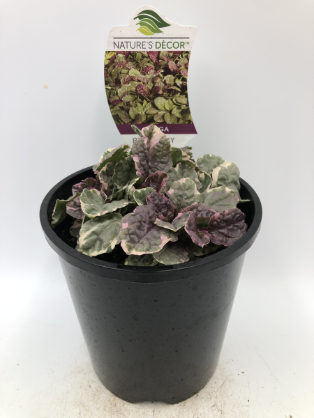 Ajuga reptans Burgundy Glow