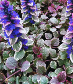 Ajuga reptans Burgundy Lace