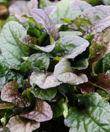 Ajuga reptans Purpurea