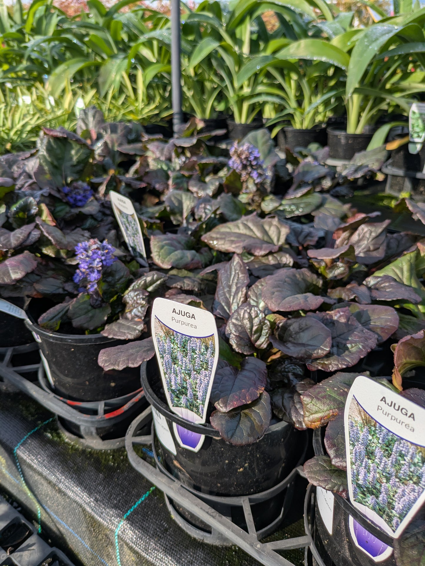 Ajuga reptans Purpurea
