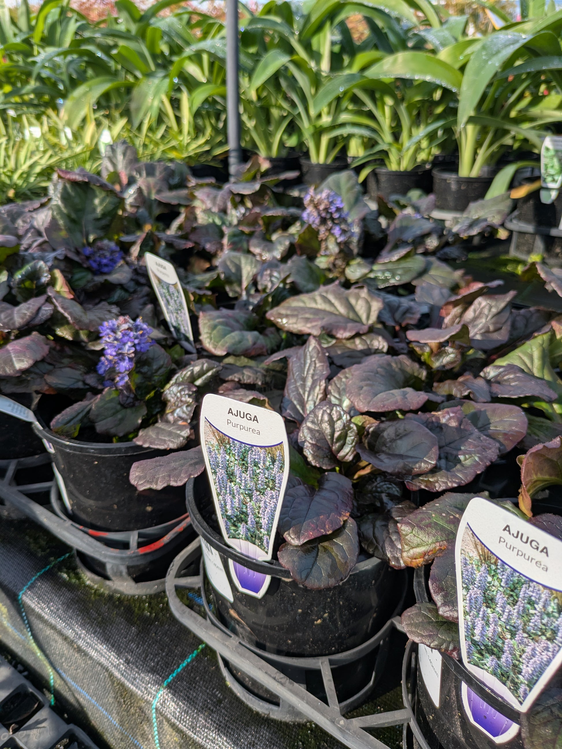 the plant broker