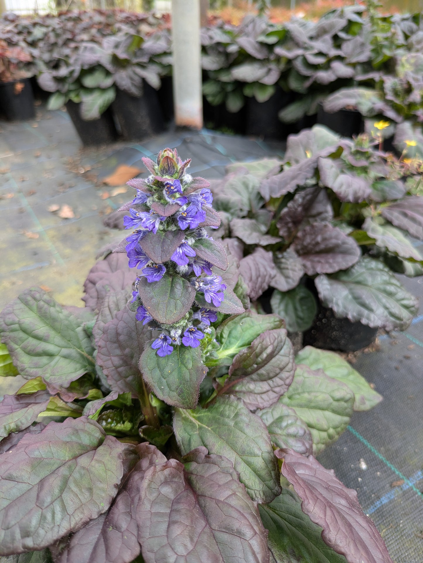 Ajuga reptans 'Catlins Giant'