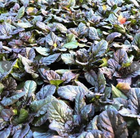 Ajuga reptans 'Catlins Giant'