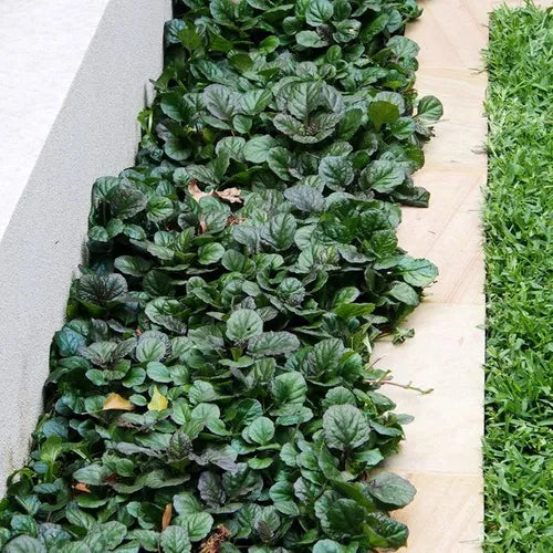 the plant broker