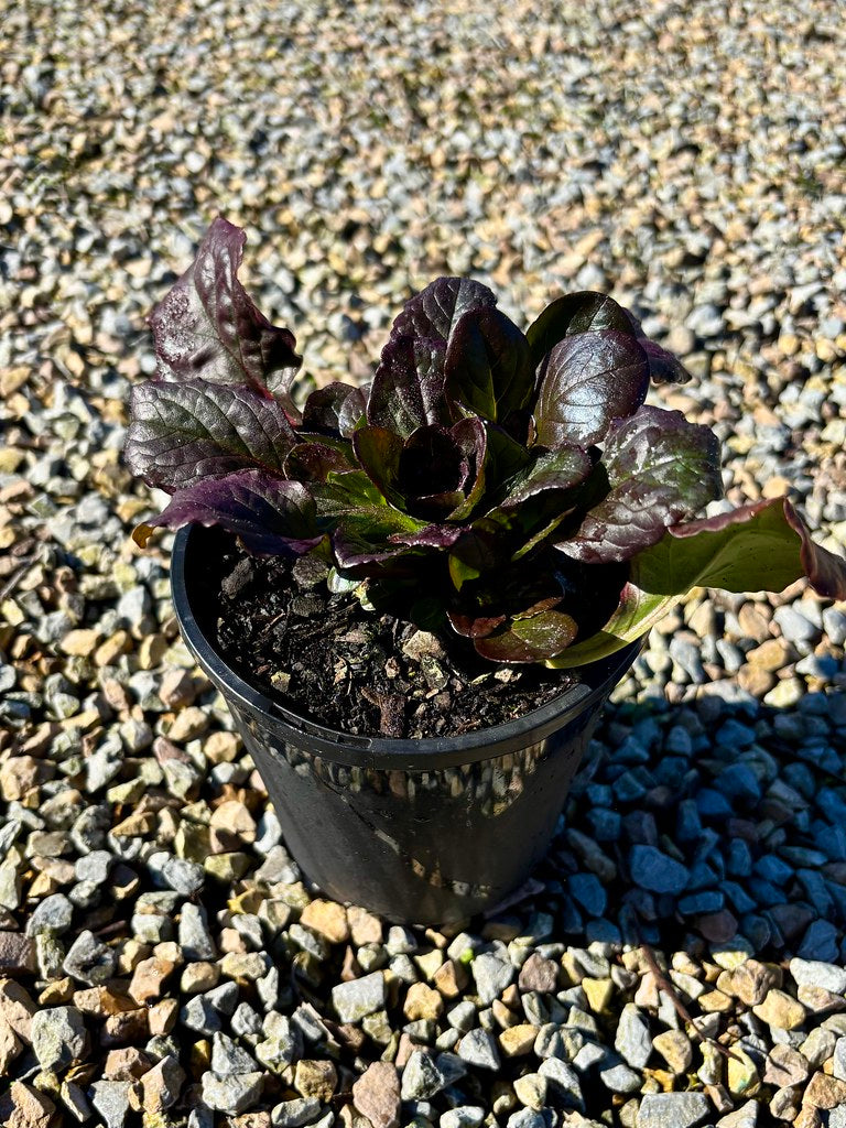 Ajuga reptans 'Catlins Giant'