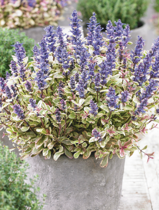 Ajuga tenorii Princess Nadia