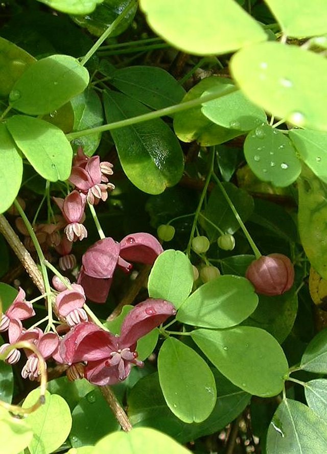 the plant broker