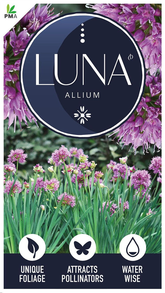 Allium ‘Luna’