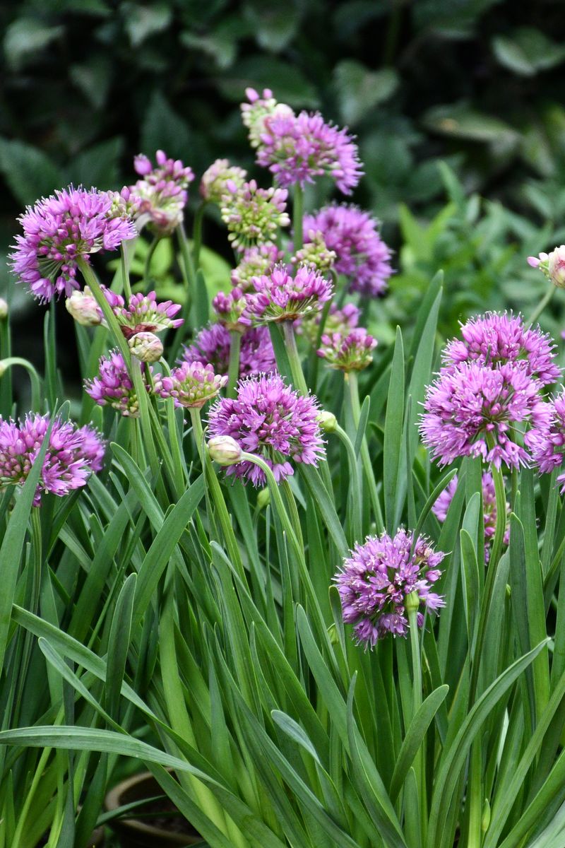 Allium ‘Luna’