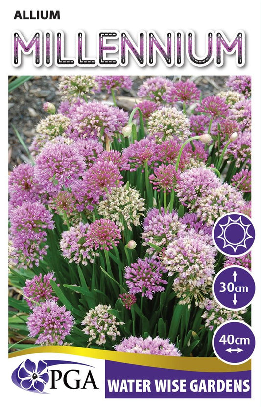 Allium ‘Millennium’